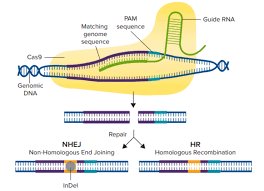 gene editing crispr engineering