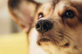 runny nose in dogs when should you be