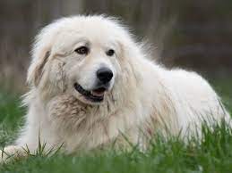 great pyrenees the majestic mountain