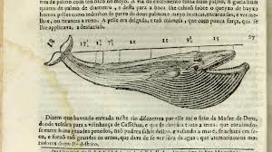 Beauties And Beasts Whales In Portugal From Early Modern
