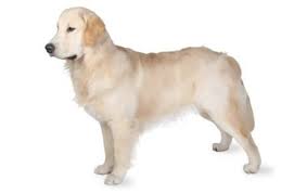 Golden Retriever Dog Breed Information Pictures