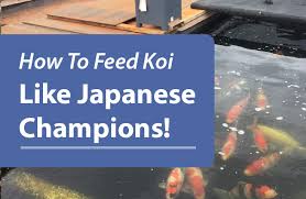 How To Feed Your Koi Like Japanese Champions