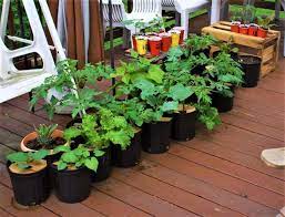 what is organic container gardening a