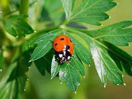 11 fascinating ladybird facts love