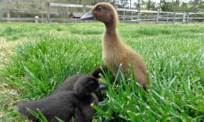 how to raise ducklings backyard poultry