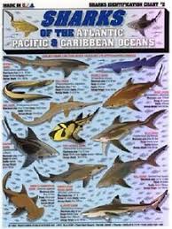 Details About Sharks Of The Atlantic Pacific Caribbean Id Chart Tightline Tightlines 2