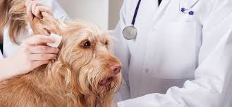 help your dog avoid ear infections