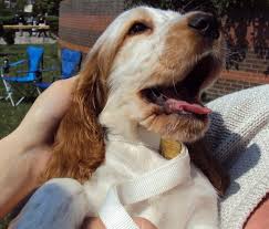 chiens er spaniel anglais lof