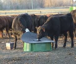 best healthy feed for beef cattle