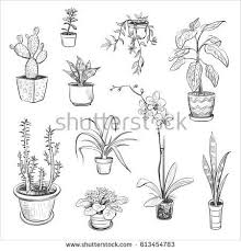 Plant Sketches Chalk Drawings