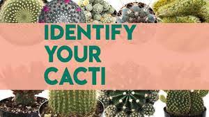 Ir am i being an idiot and just underwatering it?? Cacti Identifications Names Of Cacti 30 Youtube
