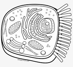 This version of the cell coloring includes a cell diagram that is numbered so that students. Animal Cell Coloring Free Transparent Png Download Pngkey