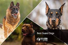 best guard dogs to bring home 2022 guide