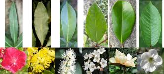 6 plant species sharing the same common