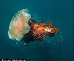 Which Species Of Jellyfish Are The Most Dangerous For