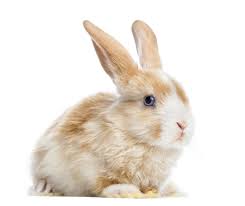 Rabbit Dry Skin Rabbit Health