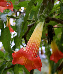 The available flower colors on these tropical trees include white, pink, yellow, red and purple. Brugmansia Sanguinea Scarlet Angel S Trumpet Buy Online At Annie S Annuals