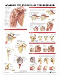 Anatomy And Injuries Of The Shoulder Chart Poster Laminated