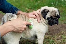 Here S How To Control Your Pug S
