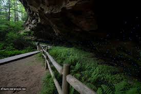 the glow worm caves at pickett state