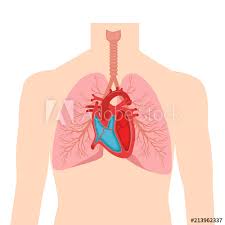 Heart And Lungs Internal Organs In A Male Human Body