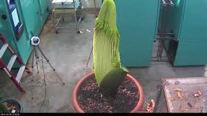 Carrion flowers attract mostly scavenging flies and beetles as pollinators. Perry The Corpse Flower Full Bloom Cycle 2013 Youtube