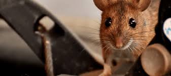 What To Do About Mice In Walls Abc Blog