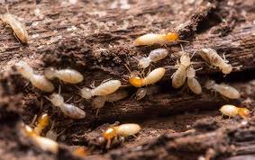termites signs and its treatment