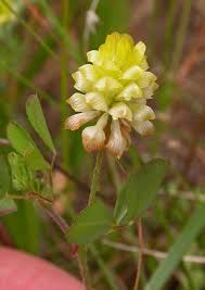 Trifolium campestre Calflora