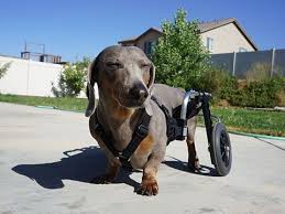 rear support dog wheelchair custom