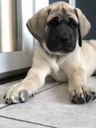 The breed's coat can vary slightly in color, but is usually a light fawn that may or may not have some white. American Mastiff Puppy American Mastiff Mastiff Puppies Puppies