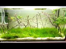 step by step aquarium moss lawn with