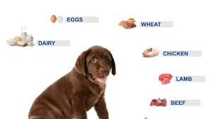 dog food allergies symptoms