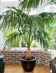 Large Indoor Grown Kentia Palm Tree For