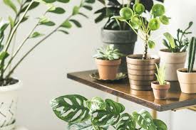 24 Most Common Houseplants With