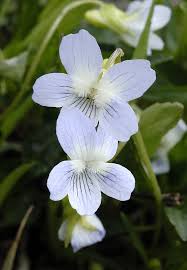 Viola pumila Chaix