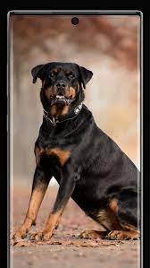 rottweiler wallpapers for android