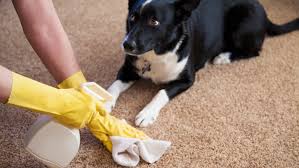 remove pet odor from the carpets