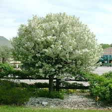 Crabapple Trees How To Grow And Care