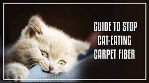 cats eating carpet fiber