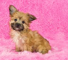 Get your own yorkie today! Yorkiepoo Yorkshire Terrier Poodle Mix Info Temperament Puppies Pictures