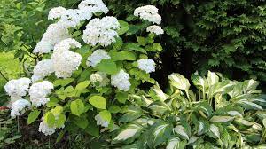 why hostas and hydrangeas are a perfect