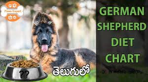 German Shepherd Diet Chart In Telugu