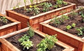 Tips For Growing Vegetables In Summer