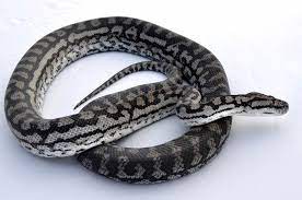 inland carpet pythons at aar