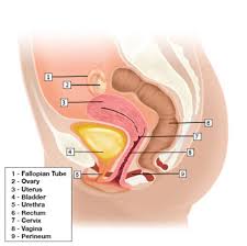 uterine prolapse austin urogynecology