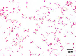 pseudomonas species flashcards quizlet