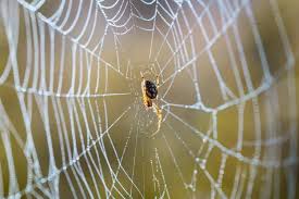 spider web dream meaning 13 scenarios
