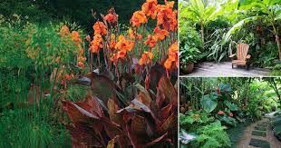 25 Cold Hardy Tropical Plants To Create