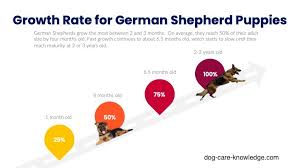 german shepherd puppy weight chart